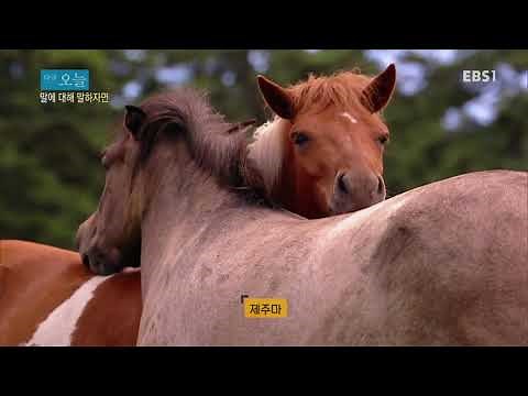다큐 오늘 - 말에 대해 말하자면_#001