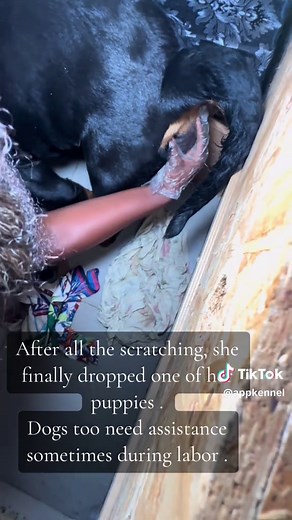 Assisting Dogs During Puppy Birth: A Heartwarming Moment