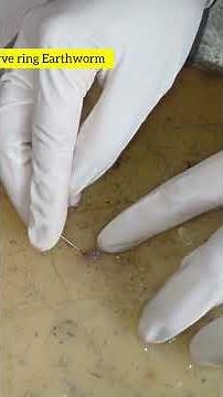 Earthworm Nerve Ring Dissection | GDC Kupwara Zoology Lab | 1st Semester Practical #giantworm