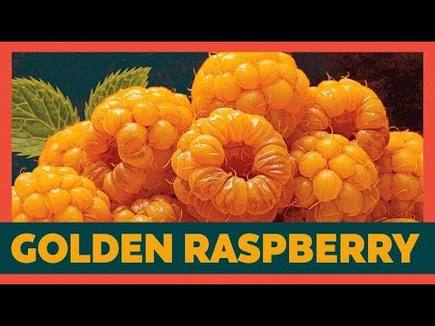 “Golden Raspberry 🍯 | The Rare Golden Berry You Should Know”
