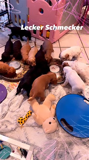 Feierabend 😉 Erstmal schnell etwas essen , da haben die Pupsis echt Hunger 🤤 #buntepfotenvilla #doodlezucht #familienhund #doodle #tollehunde #traumhund #cockapoo | Aurelia Franke-Hornung