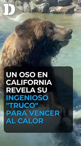 3.4K views · 20 reactions | Un oso grizzly usó un “truco” para...