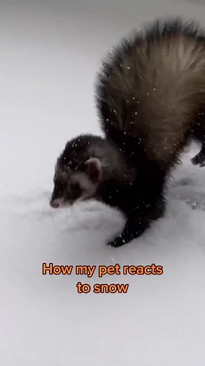 Adorable Ferret Playing in the Snow - Cute Pet Reaction