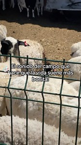 Beeeeeeeeeeeee 🐑👌 ¡Cotiza tu pie de cria con nosotros! #fyp #piedecria #borregos #rancho #vidaderancho | Rancho Chihuahua