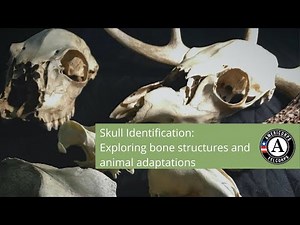 Skull Identification: Exploring bone structures and animal adaptations