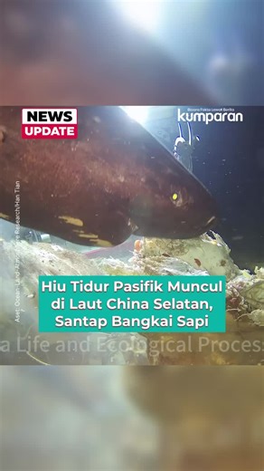 Ketika para ilmuwan membuat eksperimen di Laut China Selatan dengan menjatuhkan bangkai sapi ke dasar laut, mereka dikejutkan dengan kemunculan hewan langka hiu tidur pasifik untuk menggerogoti bangkai tersebut. Studi ini dilakukan oleh para ilmuwan dari Sun Yat-sen University China, di bawah bimbingan Prof. Kedong Yin. Hiu tidur pasifik (Somniosus pacificus) dikenal sebagai salah satu hiu predator terbesar di dunia, tapi masih minim dipahami karena hidup di perairan dalam yang terpencil dan sul