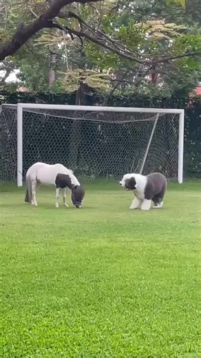 137K views · 4.4K reactions | I Love Old English Sheepdog | Old English Sheepdog | Facebook