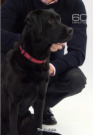 Dogs Understand Pointing: A Scientific Breakthrough