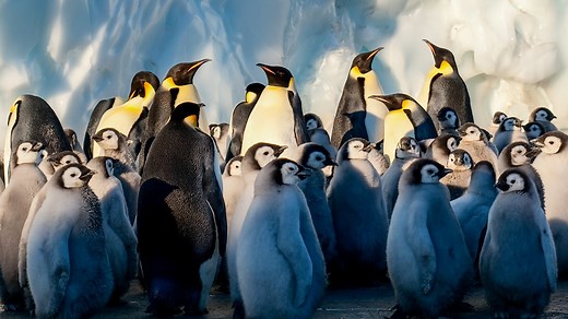 BBC One - Frozen Planet, Winter