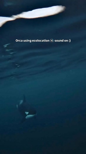 How Orca Echolocation Works: 1. Clicks Emitted: Orcas produce rapid clicking sounds using an organ called the phonic lips, located near their blowhole. 2. Sound Travels: These clicks travel through water and hit objects. 3. Echo Returns: The sound reflects back to the orca. 4. Melon Focuses Sound: Orcas have a fatty structure in their forehead called the melon, which focuses the outgoing sound waves. 5. Received by Jaw: The returning echoes are received through the lower jaw, which conducts vibr