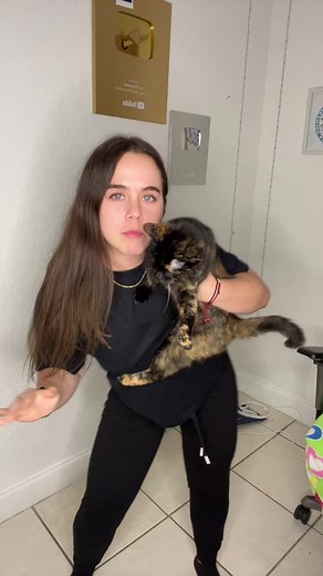 Cute Cat Cuddling Moments in a Cozy Room