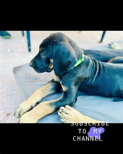 Snickers, a beautiful female Great Dane puppy looking for her forever home! 🐶💙