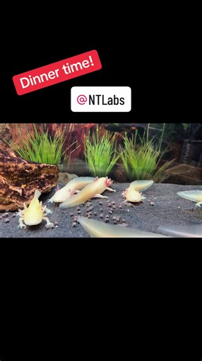 Our Axolotl LOVE their NTLabs Axolotl Adult Pellet! #maidenheadaquatics #maidenheadaquaticsboldheath #boldheath #axolotl #ntlabs #food #freshwater #coldwater #fishkeeper #fishkeeping #fishoftiktok #axolotloftiktok