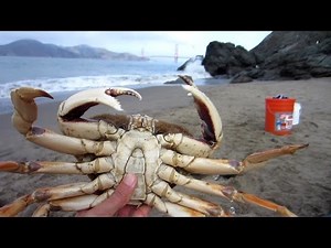 Two Huge Dungeness Crabs, Crabbing in San Francisco