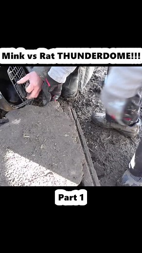 Mink vs Rat Adventures: The Unique Predator-Prey Dynamic