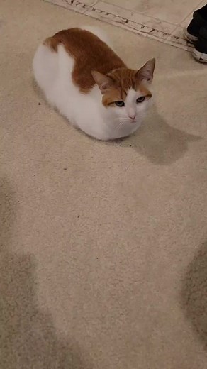 Perfect Cat Loaf Check - Bread Cat TikTok Trend