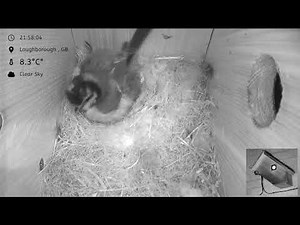 Blue Tit Nest box Loughborough 2026 - livestream - 7 chicks hatched