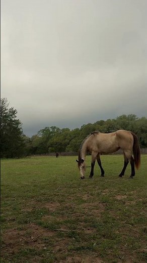 Saddle Up for the Ultimate Texas Dude Ranch Adventure! 🤠🌵