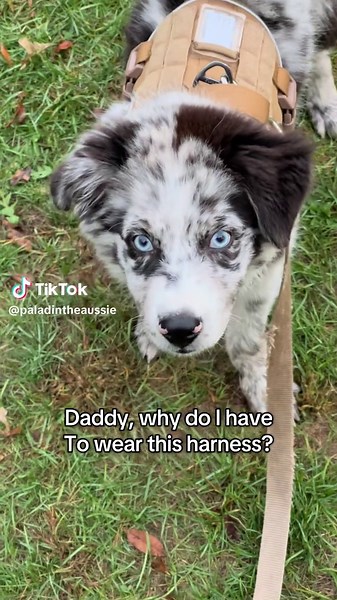 Therapy Dog Training: Lessons for Future Canines