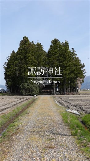 新潟県五泉市『諏訪神社』⛩️となりのトトロを思わせるシルエットが印象的でした。#新潟県#japan #旅行 #神社#shorts