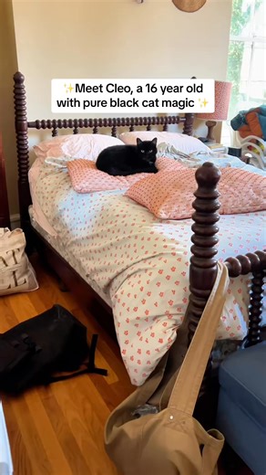 Cleo is a 16 year old black cat with a soul of a thousand lifetimes. ... | Joan Lambert