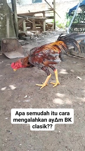 Apa semudah itu cara mengal∆hkan ay∆m BK clasik?? | Yupiter Farmm Selatan