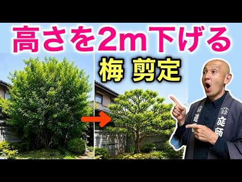 [Don't Let It Die in Summer] How to Safely Prune an Overgrown Plum Tree: Improving Airflow and Su...