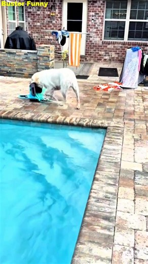 Getting a Wet Lab Out of the Pool? Easier Said Than Done! 😂 This goofy lab isn’t ready to leave his splash zone! Watch what happens when someone tries to get him out of the pool – not today, hooman! 🐶💦 | Buster Funny