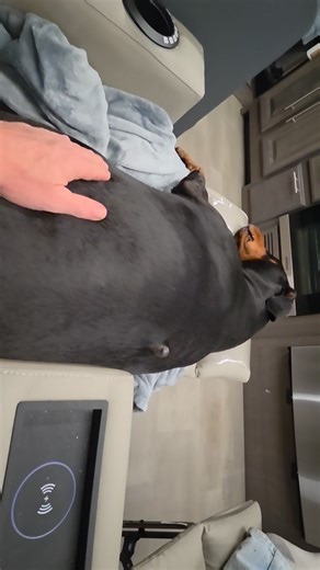 2025 7 36k7 #georgetown rosie the #doberman is worn out and sleeping Im watching #gilligansisland | Jason Hiecke