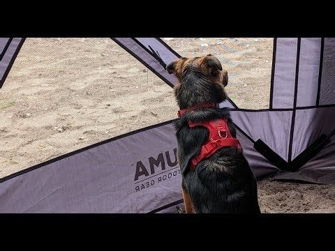 RC Pet Cirque Harness Review — The Softest, Easiest, No-Pull Harness for Small Dogs!