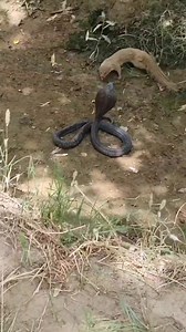 120K views · 706 reactions | Mongoose aggressive attacks on Black Cobra Snake #snake #cobra #mongoose #wildlife | King Cobra Hunters | Facebook