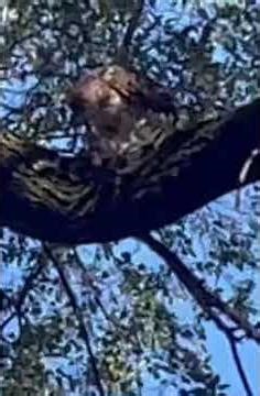 Hawk eats Rat