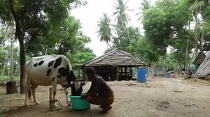 1.6K views · 97 reactions | Calcium Deficiency in Dairy Cows Learn...