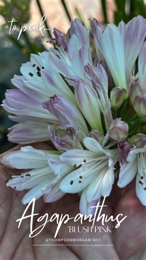 5.6K views · 65 reactions | This fabulous new Agapanthus will tickle...