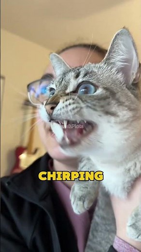 5 Cat Sounds Explained – What Your Furry Friend Is Really Saying! 🐱🔊