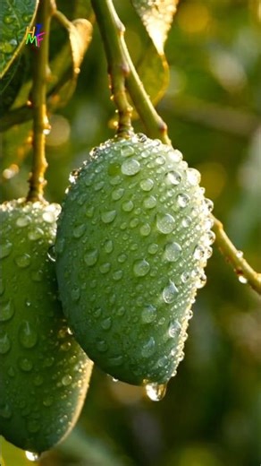See How Green Mango Pickle Is Made in Factory 😲 | Achar Making Process #shorts