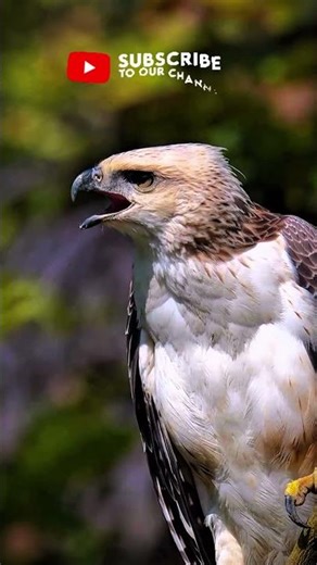 Have you ever heard this Eagle Call | Pet Society #Eagle