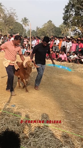 👿💫INDIA big size sheep 😱 top NO1 sheep 3 yer age old sheep🐏 indian brand collection sheep 😱🔥