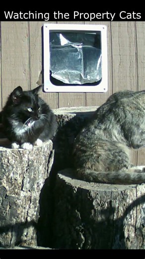 Watching the Property Cats 6