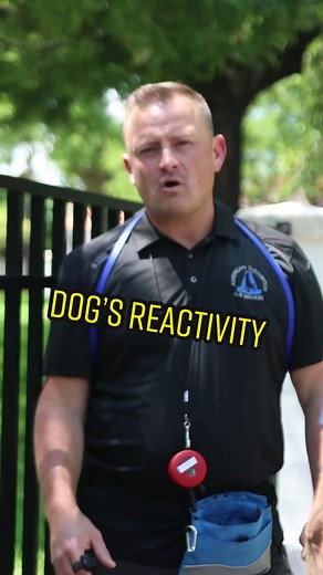 Dogs reactivity #germanshepherd #cute #dog #doggo #doglovers #dogoftheday #dogs #dogsofinstagram #dogstagram #fun #fypchallenge #german #germany