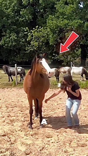 Girl Touched the Horse What Happened Next 😱🐴 #horse