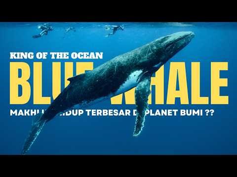 Paus Biru – Makhluk Terbesar yang Pernah Hidup di Bumi