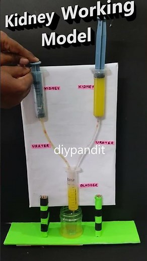 kidney working model using syringes - #shorts | DIY pandit