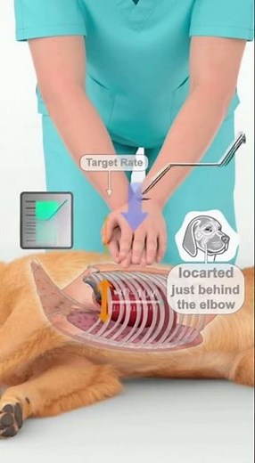How to Perform Dog CPR: 3D Educational Guide with Proper Hand Placement – LifeSaver Animals