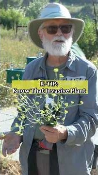 How to Remove Invasive Mustard Plants