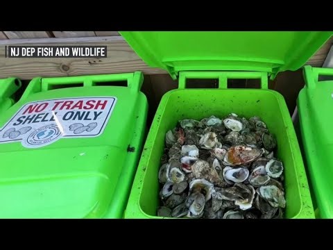 Discarded oyster and clam shells used to protect the Jersey Shore