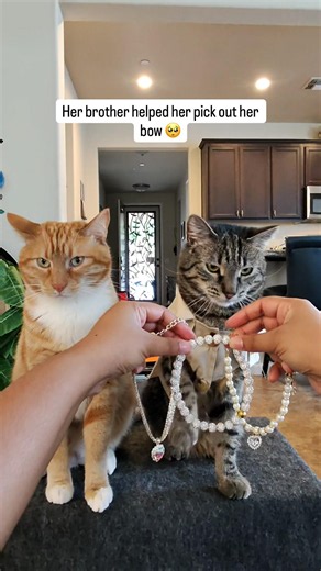 Cuteness level should be illegal 🤭 #himalayathetabby #seventheorangecat #catfashion #catlovers