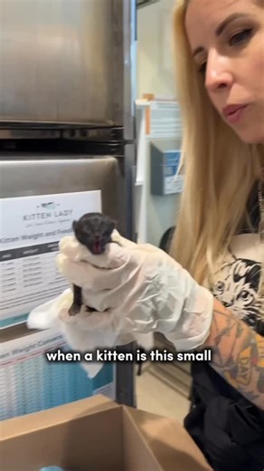 2M views and 4K comments later, my last post made a LOT of people upset…and I’m extremely touched! This is video 1 of 3. Watch them all to see my replies to these heated comments. Baby kittens dying *is* deeply upsetting, and most people have no clue this is what happens in their community without foster care. But don’t point a finger—lend a hand. You can help kittens like Maxine. Yes, you, reading this. You can help by fostering. Comment “LEARN” and I’ll send you info on how to get started as a