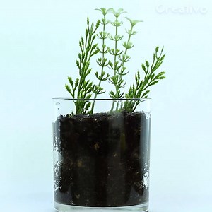 24K views · 156 reactions | Vous aimeriez avoir la main verte ? Dans cette vidéo nous vous montrons quelques conseils et astuces pour vous entraîner avec le jardinage ! | Creativo France | Facebook