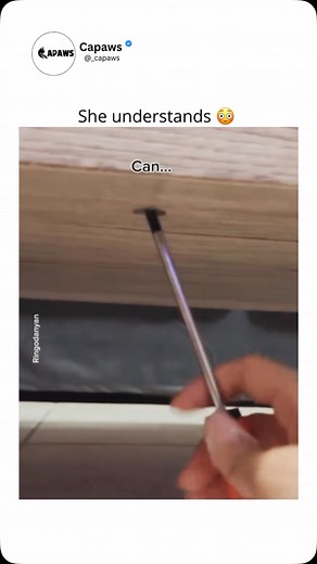 Capaws || CatLovers | Cats are known for their independent yet affectionate behavior, often displaying a blend of curiosity and cautiousness. They tend to be... | Instagram